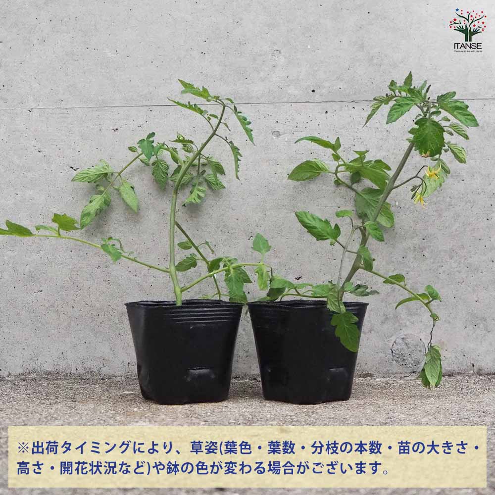高糖度ミニトマト シュガープラム 2個~【野菜の苗 3号ポット】