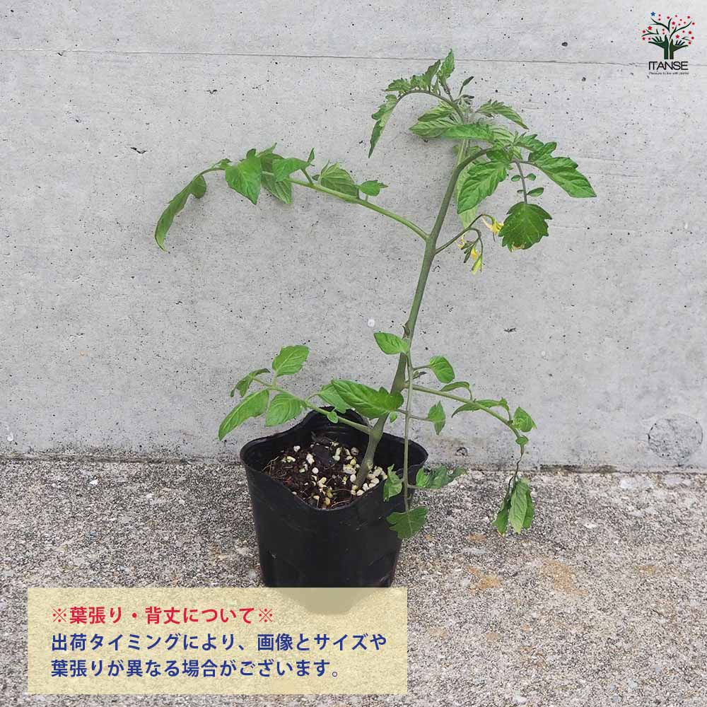 高糖度ミニトマト シュガープラム 2個~【野菜の苗 3号ポット】