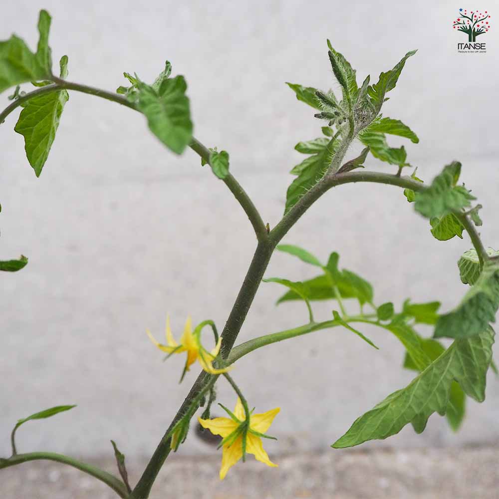 高糖度ミニトマト シュガープラム 2個~【野菜の苗 3号ポット】