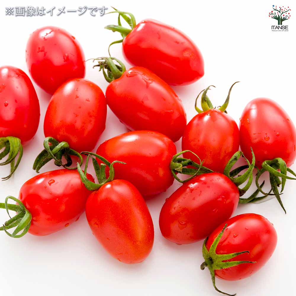 高糖度ミニトマト シュガープラム 2個～【野菜の苗 3号ポット