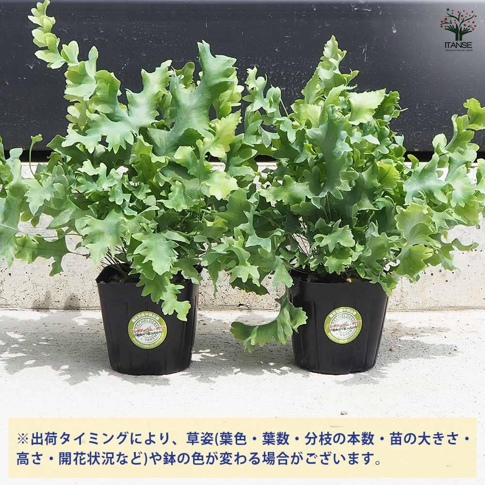 観葉植物 フレボディウム ダバナ 【観葉植物 3号ポット】｜ 【植物の