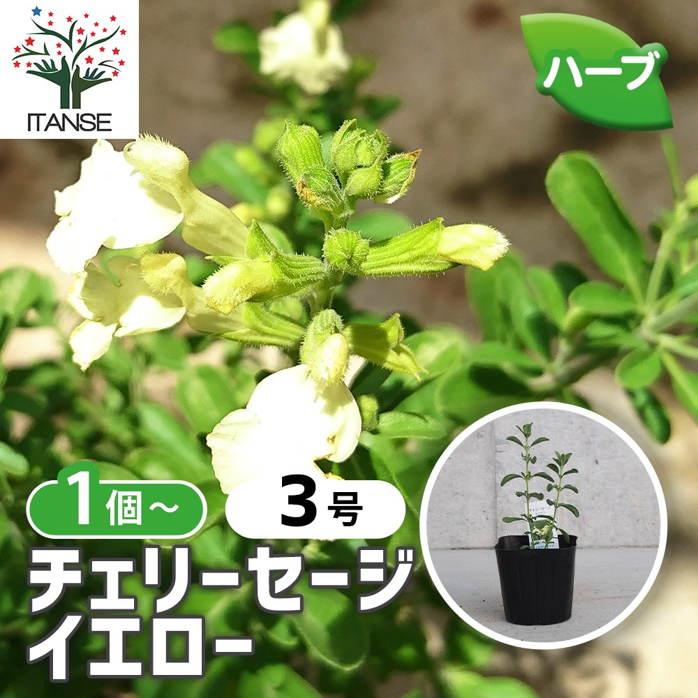 チェリーセージ イエロー【ハーブ苗9cmポット／1個～】｜ 【植物の