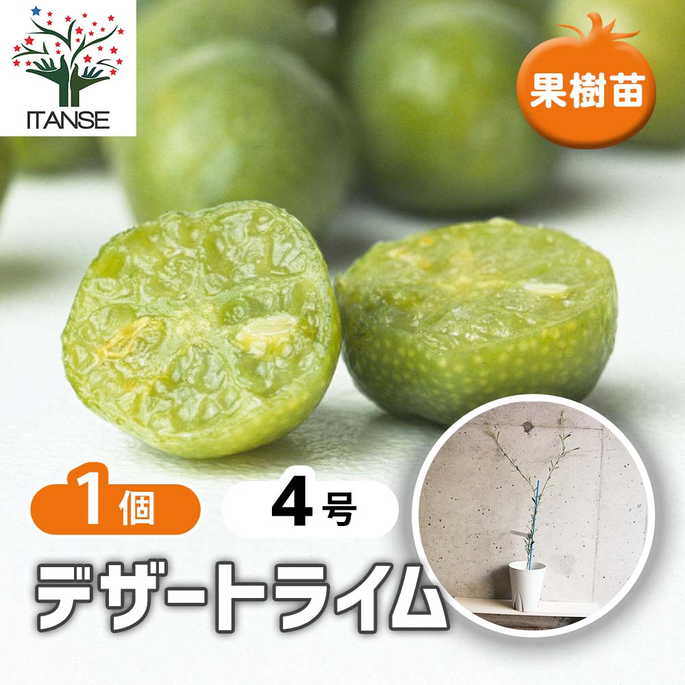 フィンガーライム近縁種 デザートライム【果樹苗 12cmポット接木苗／1