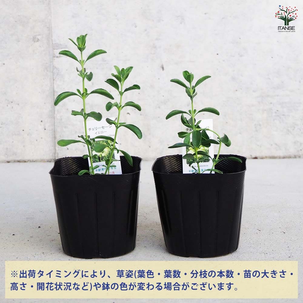 パイオチェリー 苗木 約90cm2本セット　開花中 チェリーセージ オレンジ 【ハーブの苗 9cmポット／1個～】｜ 【植物の