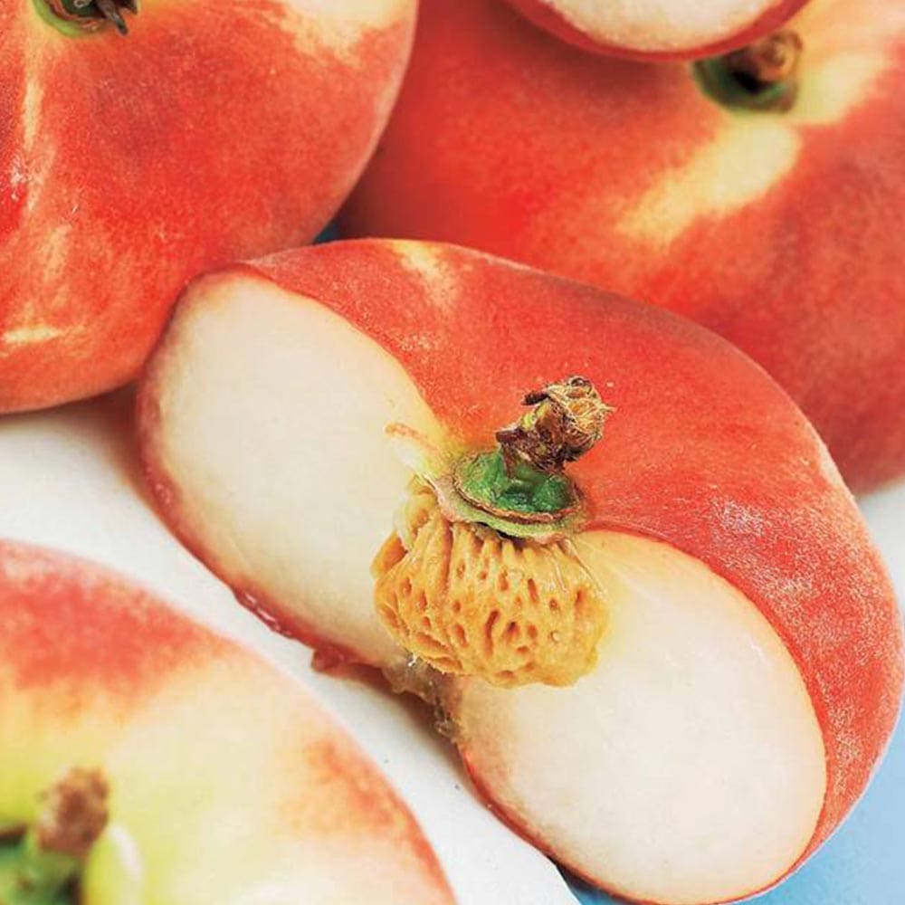 大紅蟠桃　苗　蟠桃　バントウ　桃　樹木　果樹　珍しい　果物 000000004502-06-l.jpg?t=