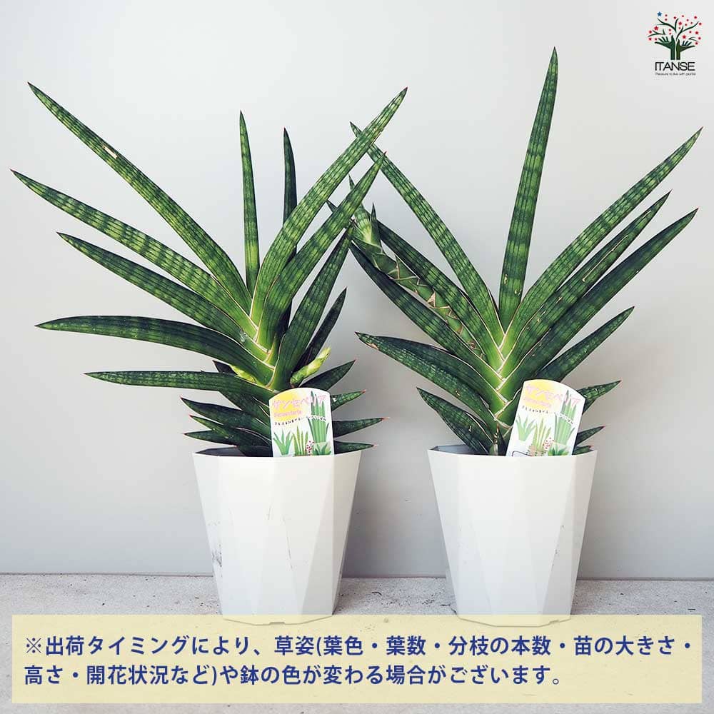 サンスベリア モトムケニア 【観葉植物 5号鉢／1個売り】｜ 【植物の