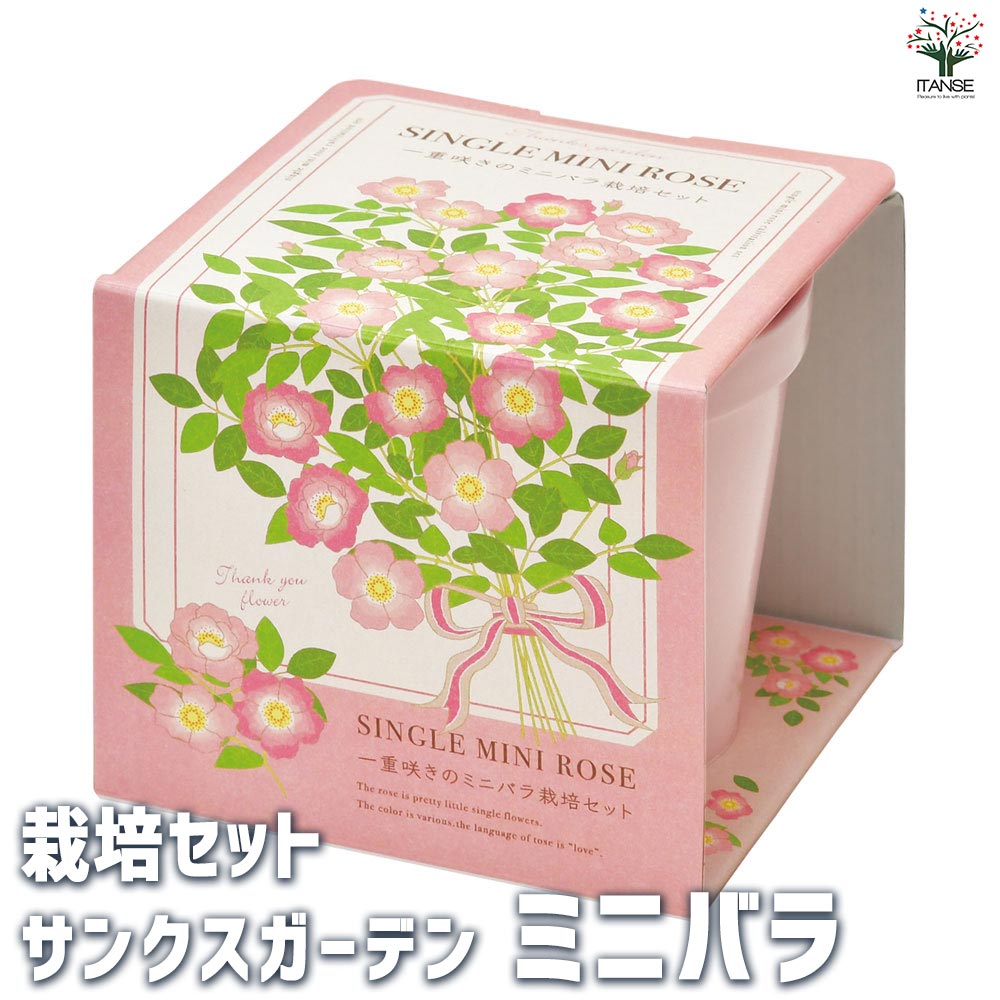 栽培セット サンクスガーデン ミニバラ 【1個売り】｜ 【植物の