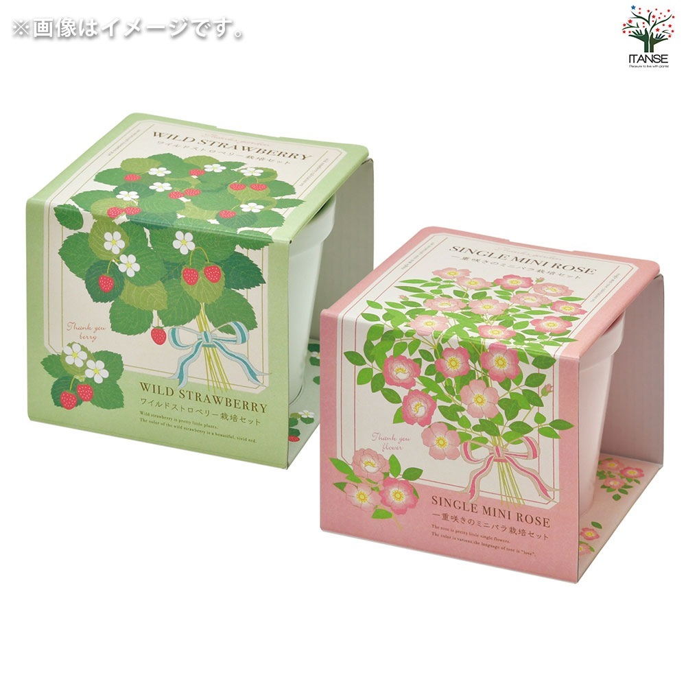 少年 ⑤ 1冊¥400~ バラ売り可 まとめて購入割引！ まず金額確認のみOK 栽培セット サンクスガーデン ミニバラ 【1個売り】｜ 【植物の