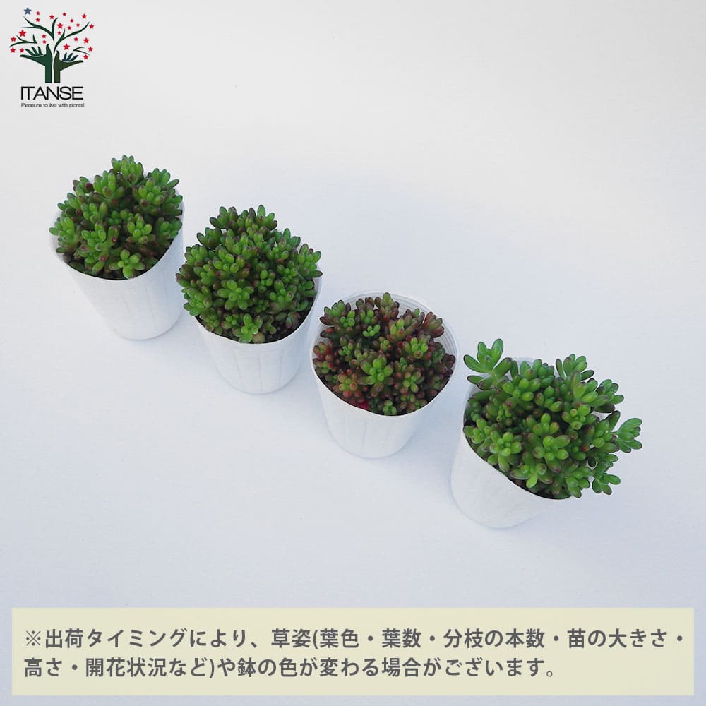 多肉植物 虹の玉 【多肉植物 ポット】