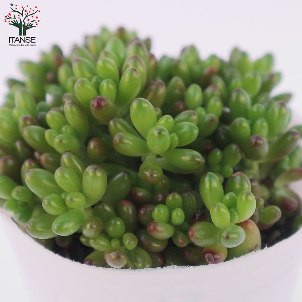 多肉植物 虹の玉 【多肉植物 ポット】