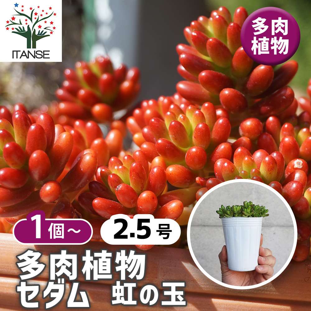 多肉植物 虹の玉 【多肉植物 ポット】｜ 【植物のITANSE】全品