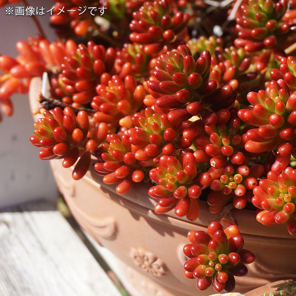 多肉植物 虹の玉 【多肉植物 ポット】｜ 【植物のITANSE】全品