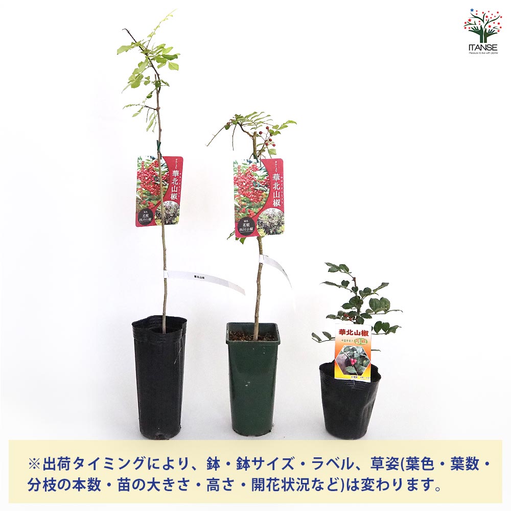 山椒の苗木 華北山椒 【果樹の苗 3.5号鉢】｜ 【植物のITANSE