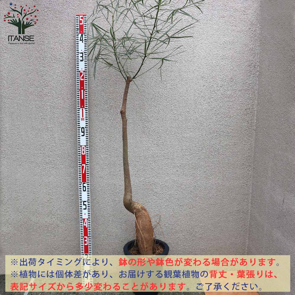 Itanse良品ｾﾚｸﾄ通販