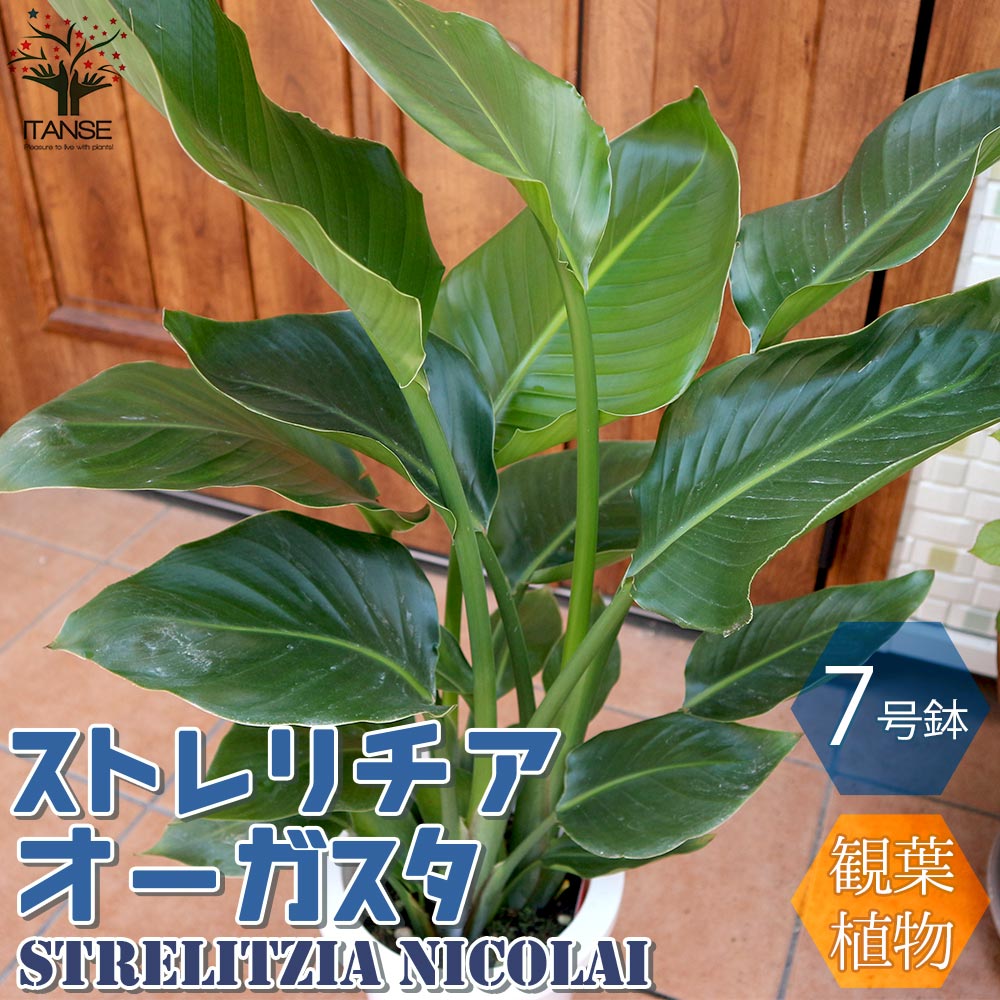 ストレリチアオーガスタ 【観葉植物 中型 7号プラスチック鉢／1個売り】