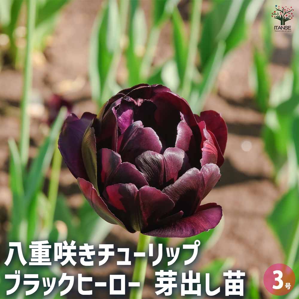 八重咲チューリップ ブラックヒーロー 芽出し苗 【花苗 3号】｜ 【植物