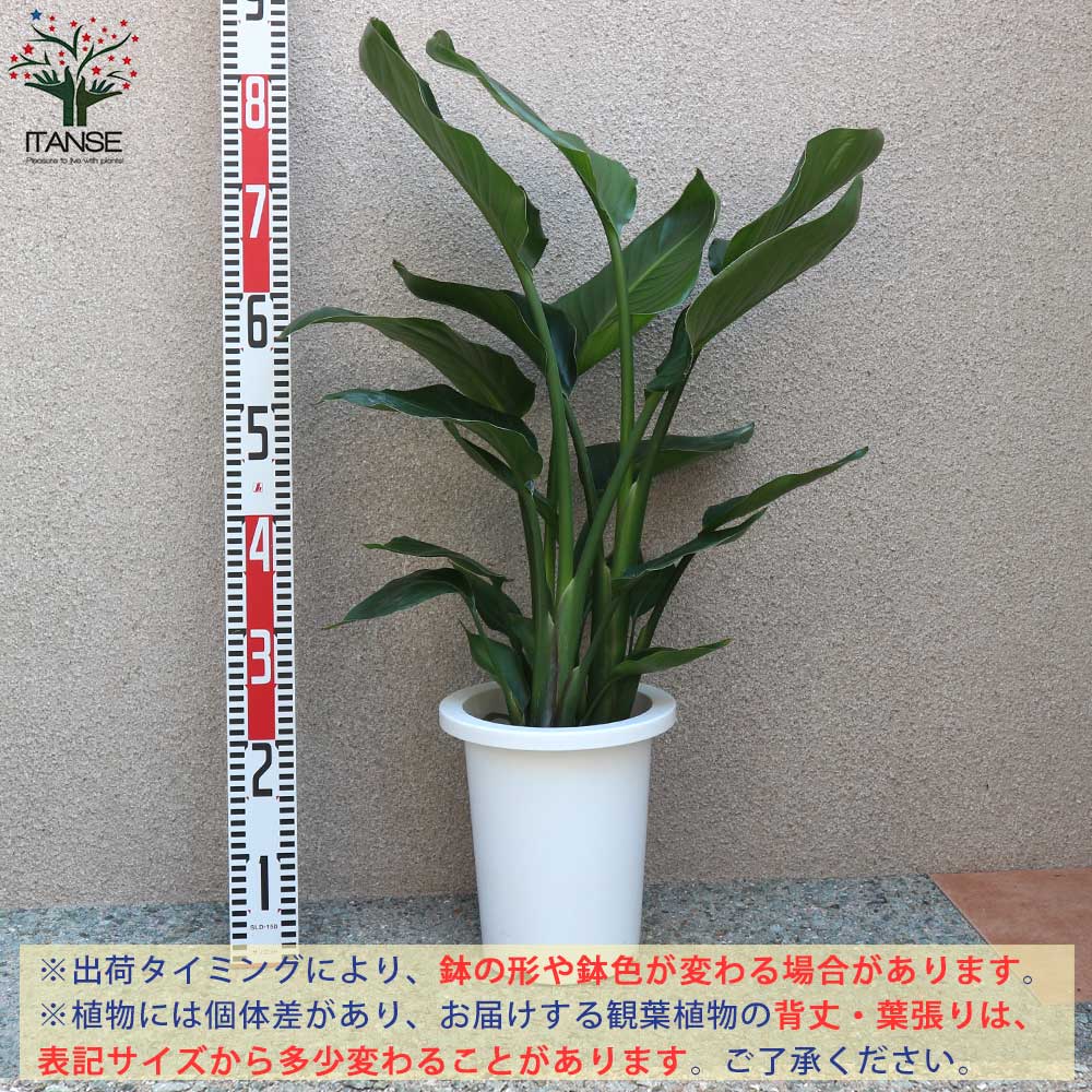 ストレリチアオーガスタ 【観葉植物 中型 7号プラスチック鉢／1個売り】