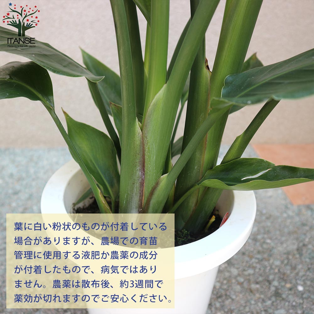ストレリチアオーガスタ 【観葉植物 中型 7号プラスチック鉢／1個売り】