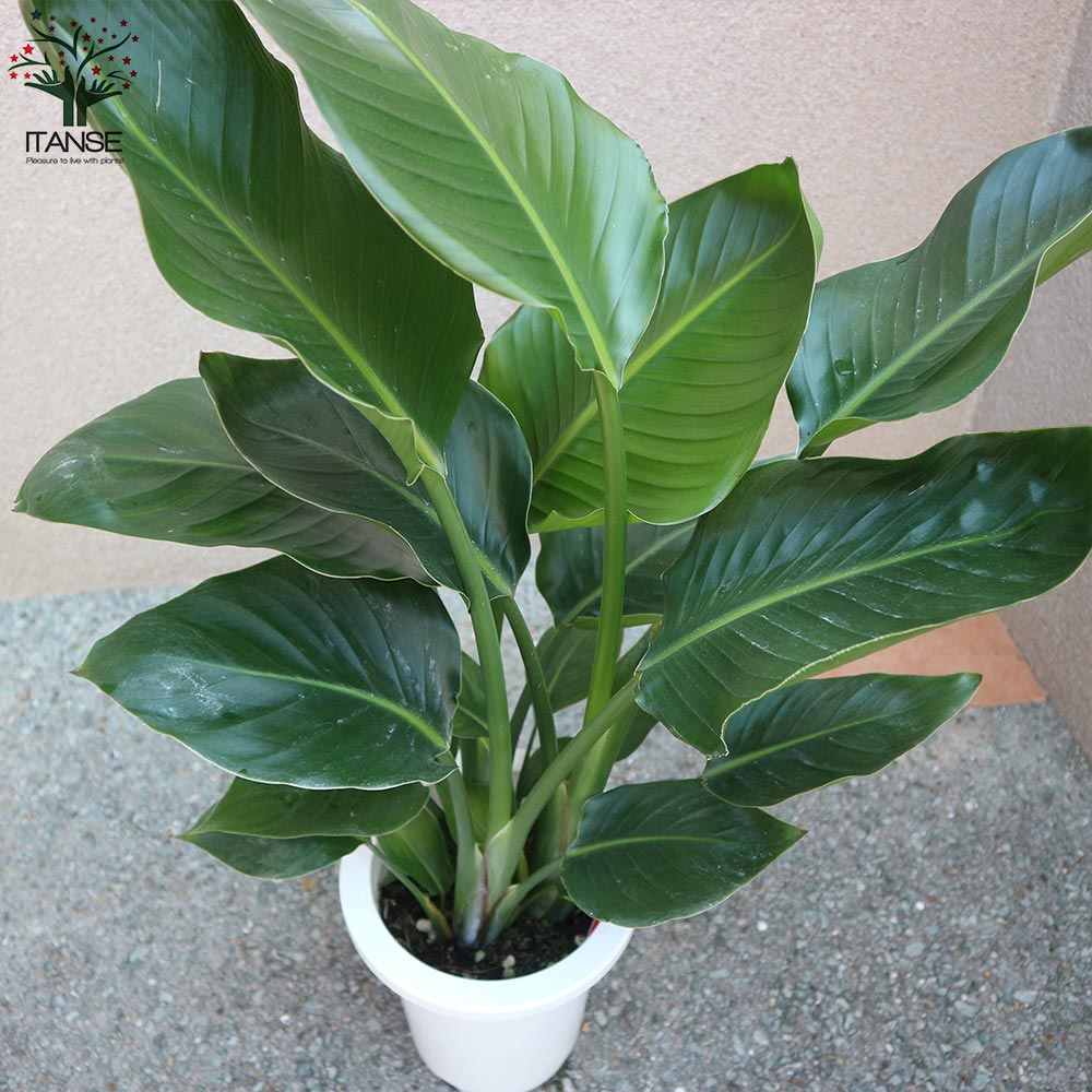 ストレリチアオーガスタ 【観葉植物 中型 7号プラスチック鉢／1個売り】