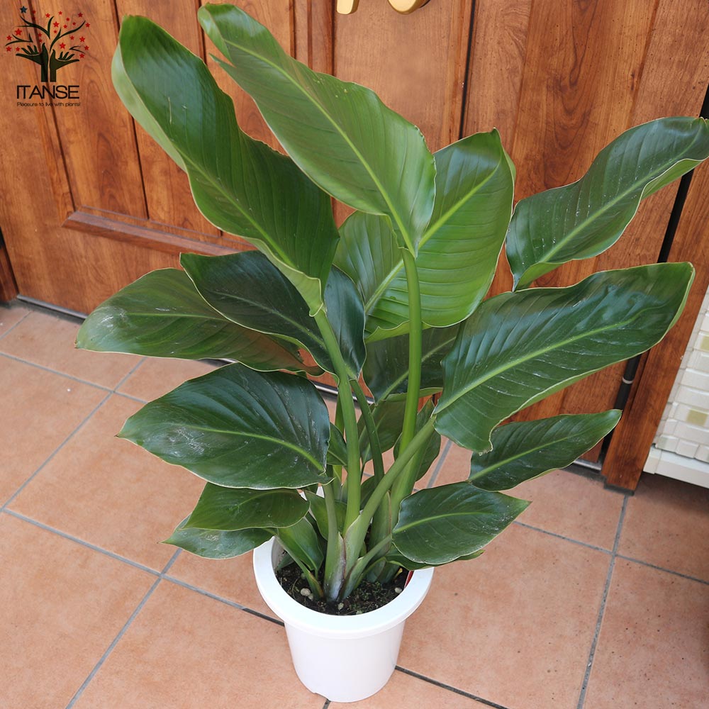 ストレリチアオーガスタ 【観葉植物 中型 7号プラスチック鉢／1個売り】