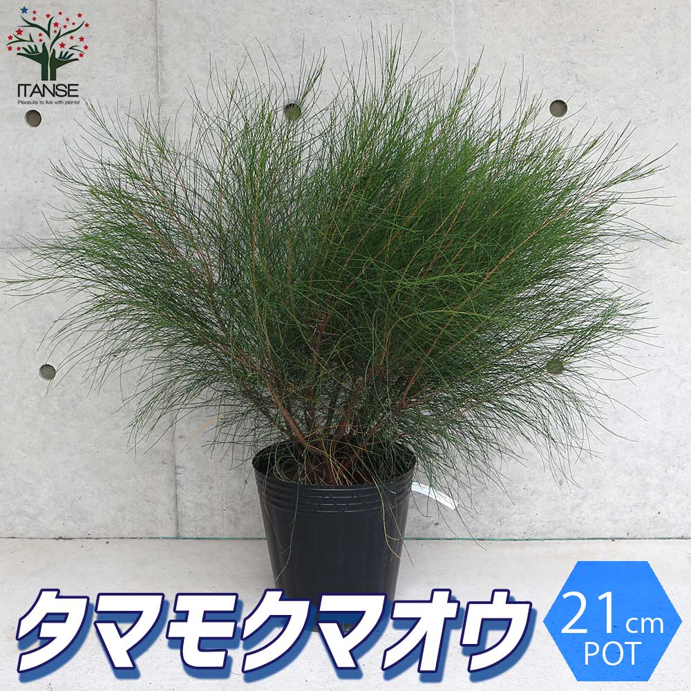 タマモクマオウ(玉木麻黄)の苗 【庭木 7号ポット大苗／1個売り