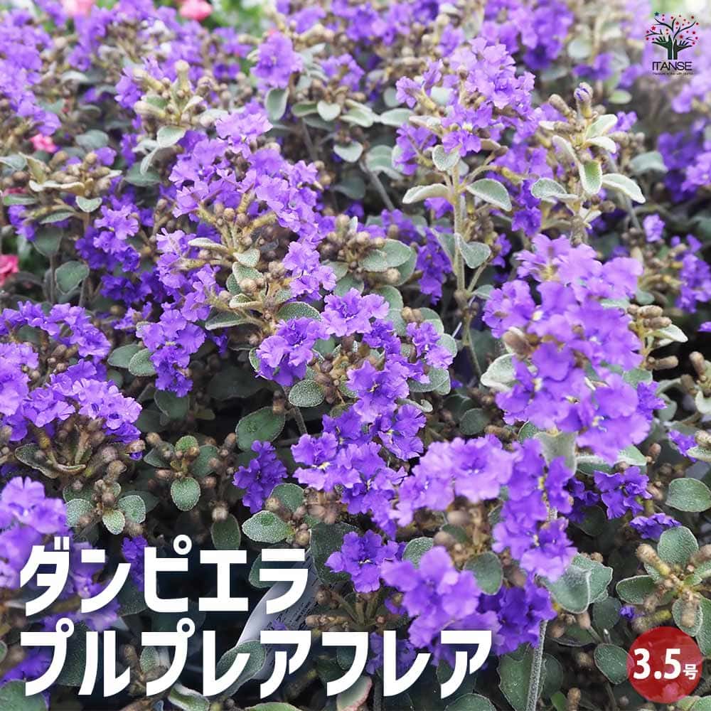 ダンピエラ プルプレアフレア 【花木苗 3.5号】｜ 【植物の
