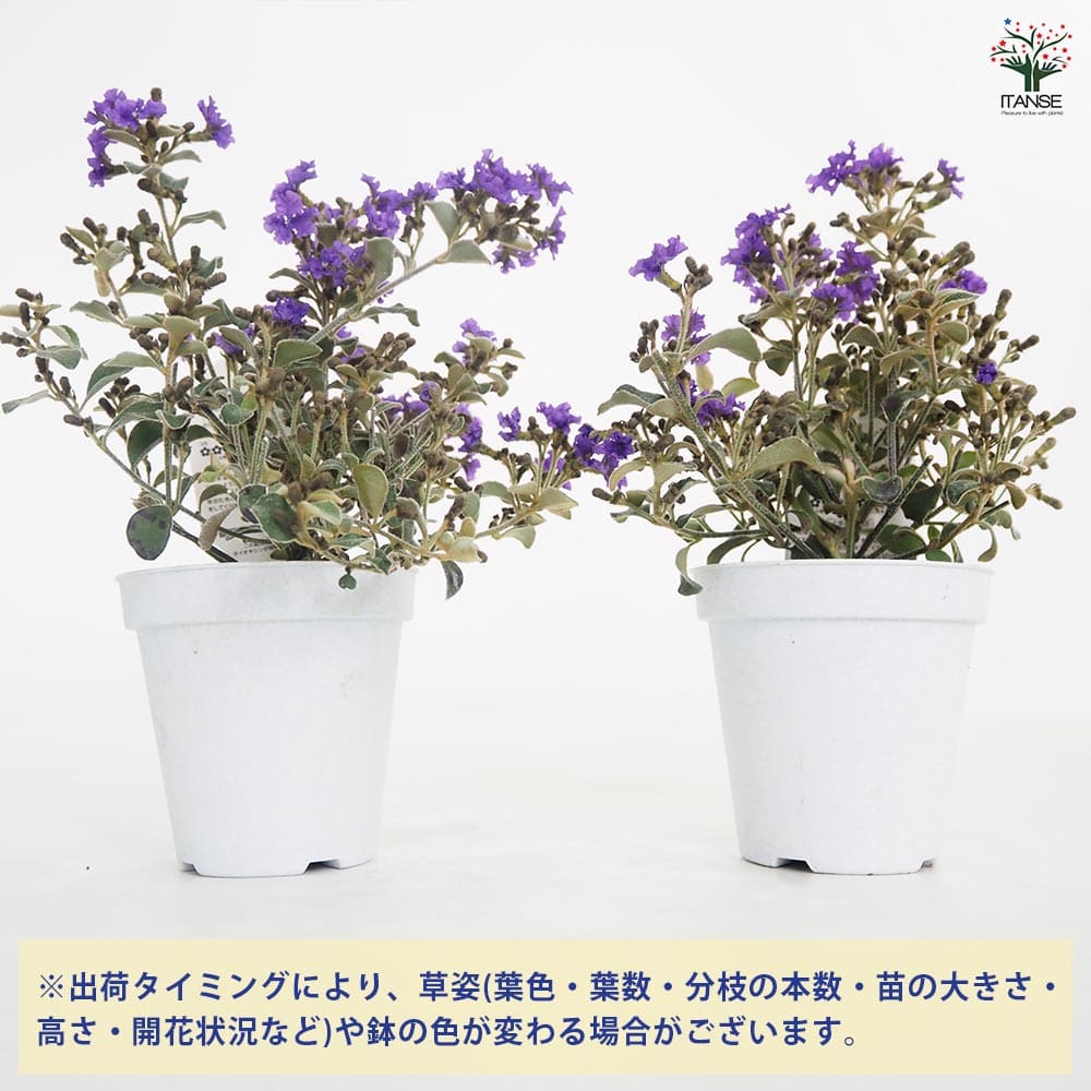 ダンピエラ プルプレアフレア 【花木苗 3.5号】｜ 【植物の