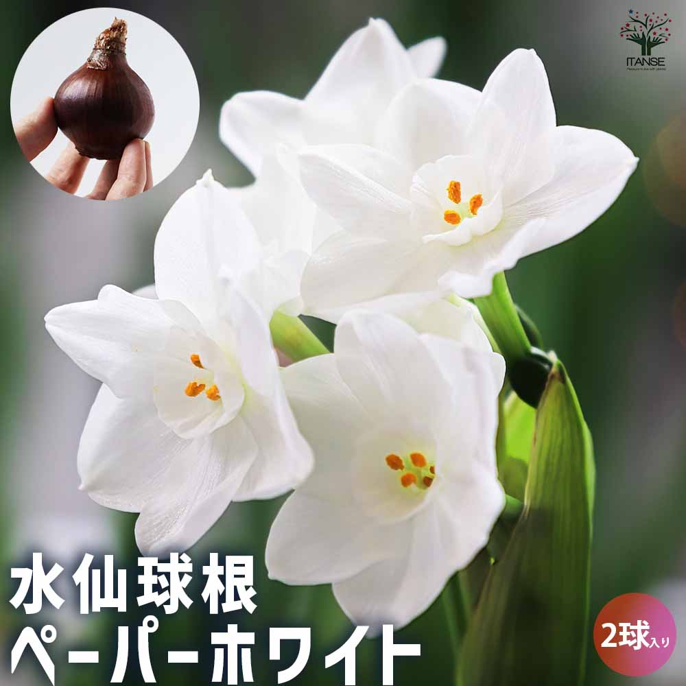 香り房咲き水仙ペーパーホワイト