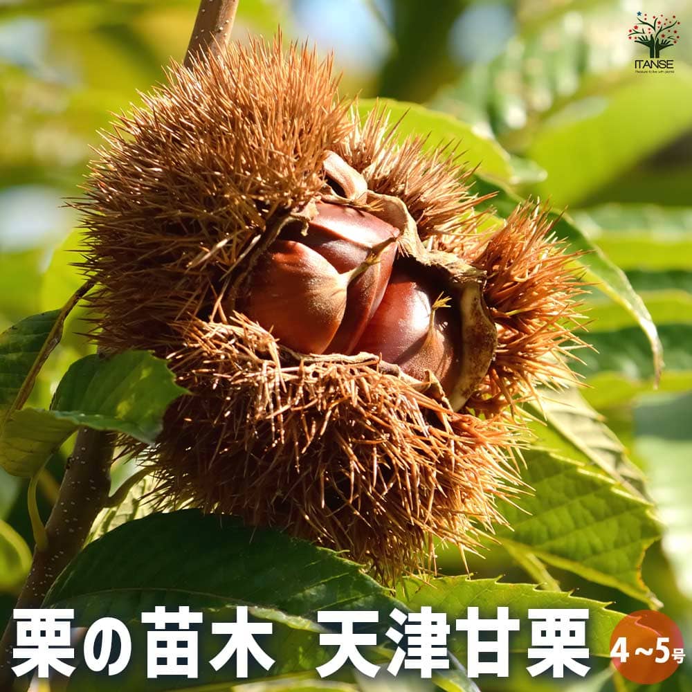 栗の木　天津甘栗　成木　果樹 健康的な苗木 栗の木 天津甘栗 成木 果樹 健康的な苗木