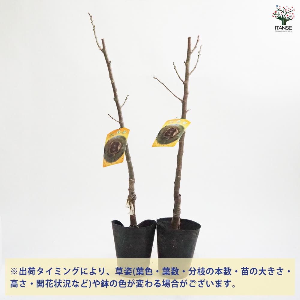 栗の苗木 天津甘栗 【果樹の苗木 4号／1個売り】｜ 【植物の