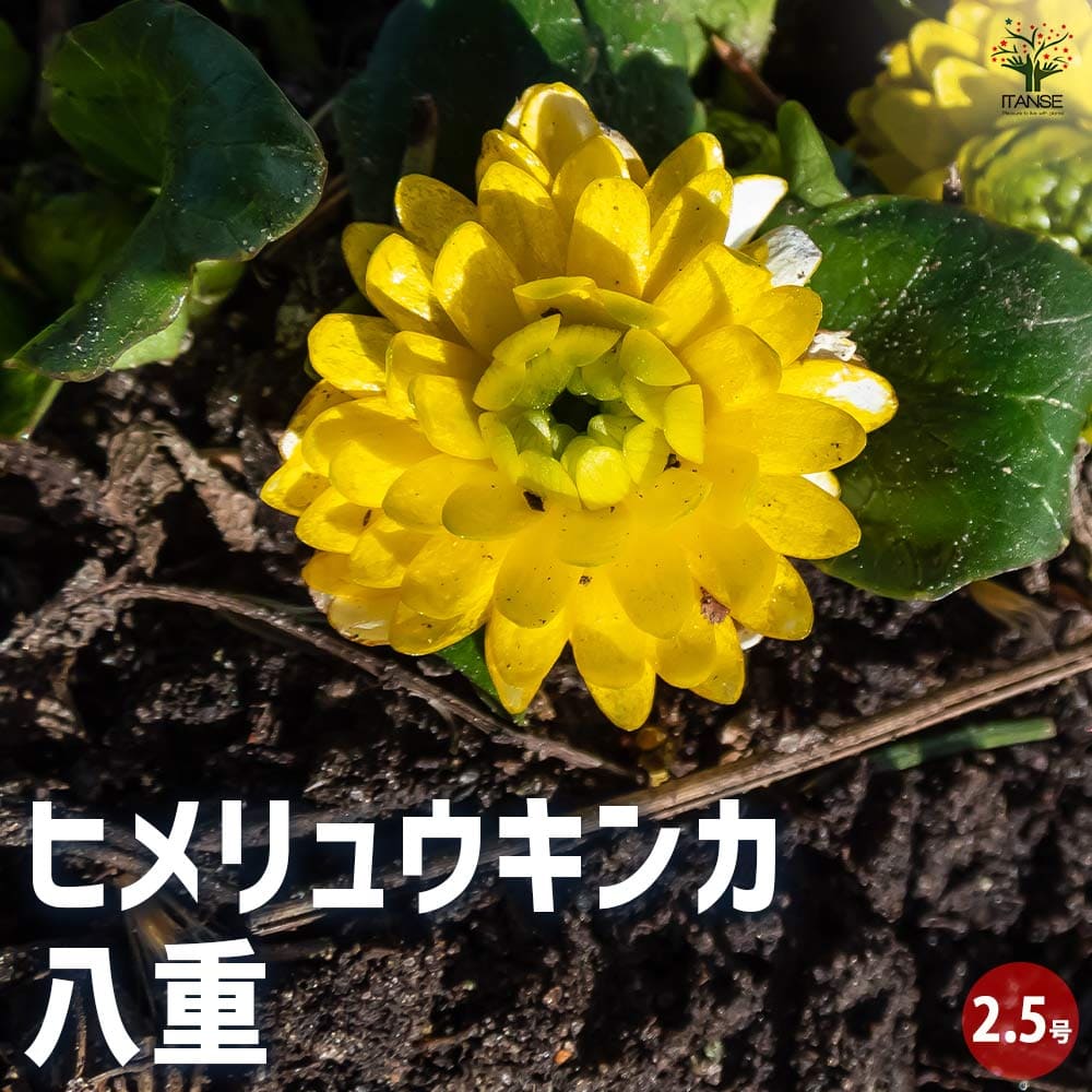 ヒメリュウキンカ 八重咲 【花苗 2.5号】｜ 【植物のITANSE