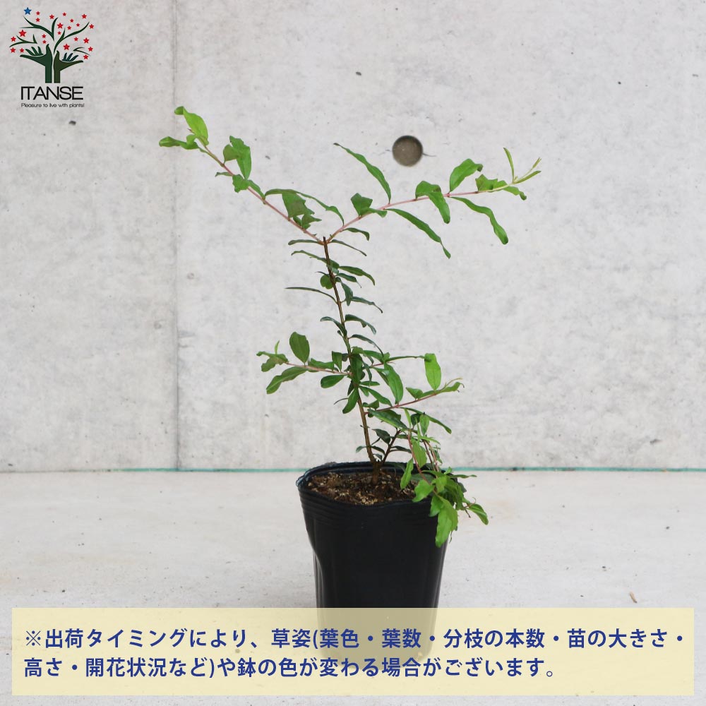 ザクロの苗木 アークデニス【果樹の苗木 12cmポット 挿し木苗／1個売り