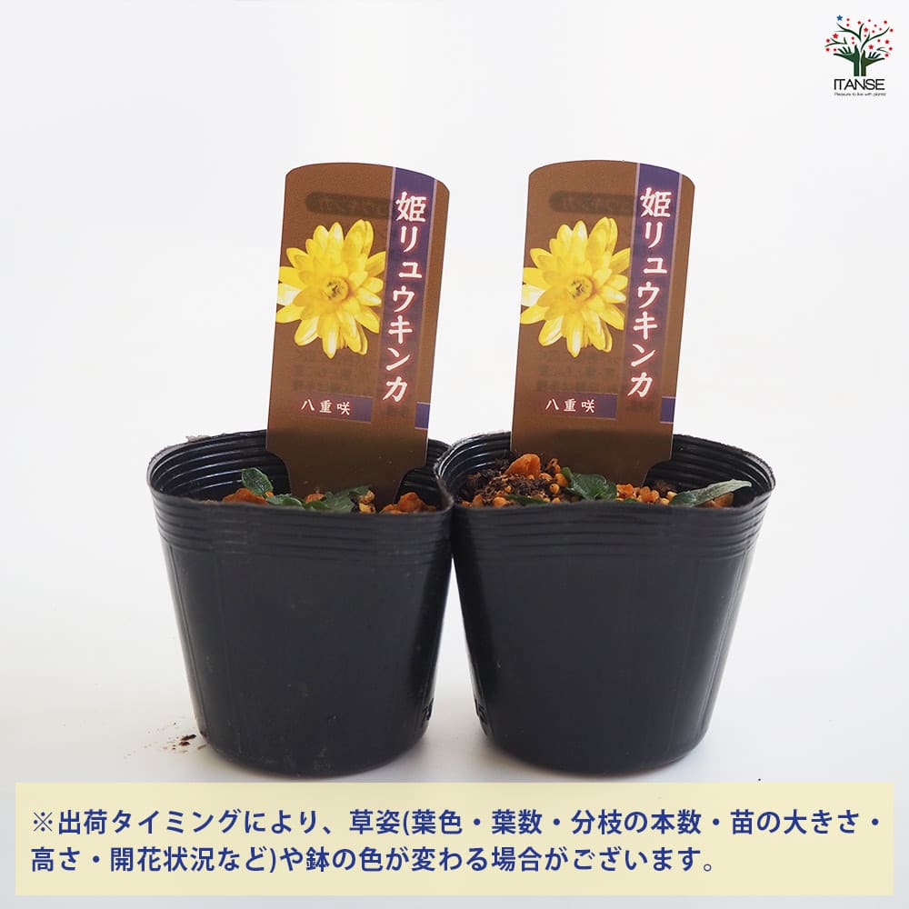 ヒメリュウキンカ 八重咲 【花苗 2.5号】｜ 【植物のITANSE