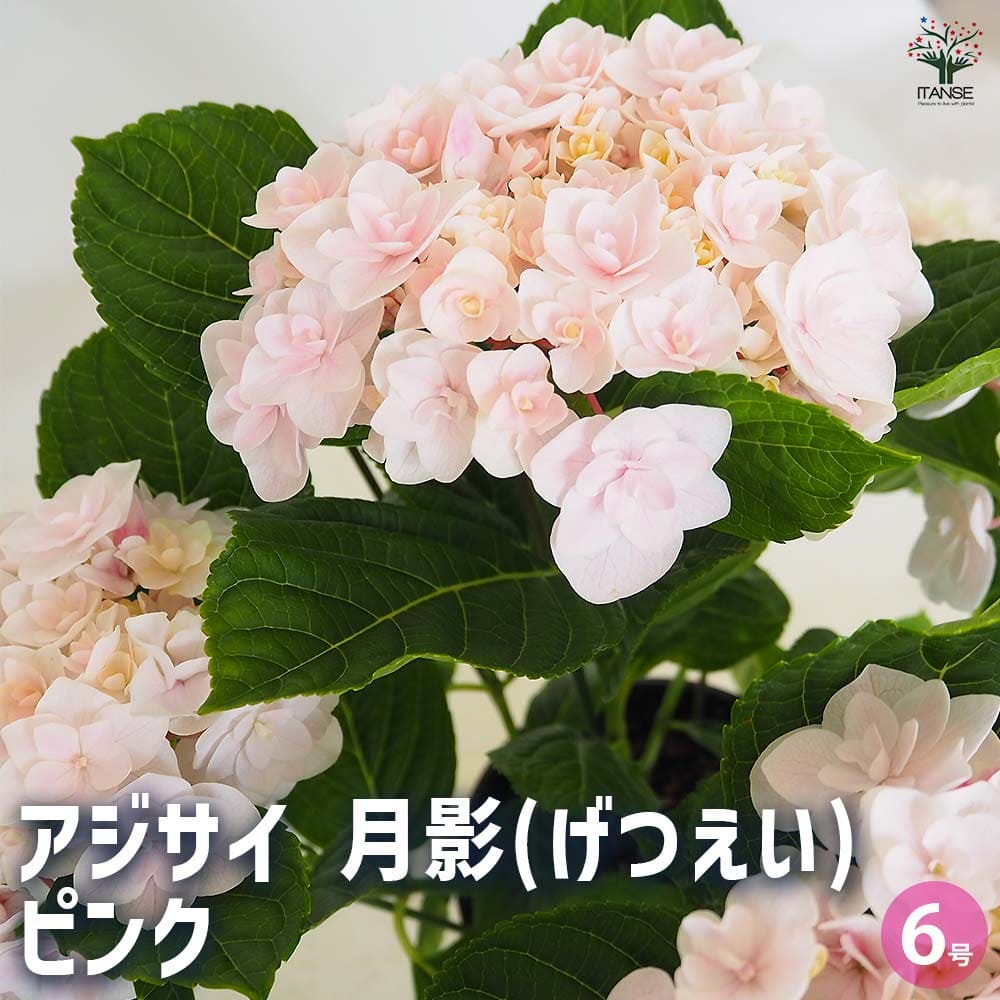 アジサイ 月影(げつえい) ピンク 【花木苗 6号／1個売り】｜ 【植物の
