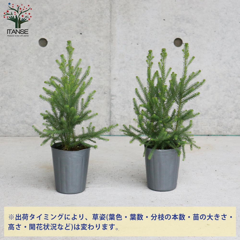 バーゼリア グリーニッシュ【庭木 3号ポット苗 花木苗・常緑低木／1個