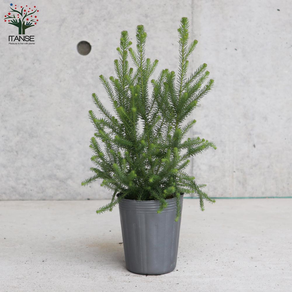 バーゼリア　グリーニッシュ　1 大株 バーゼリア グリーニッシュ【庭木 3号ポット苗 花木苗・常緑低木