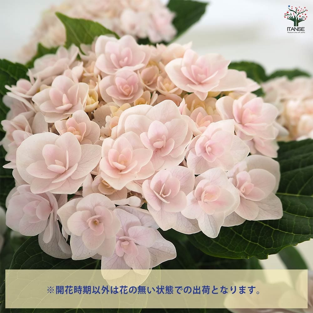 アジサイ 月影(げつえい) ピンク 【花木苗 6号／1個売り】｜ 【植物の