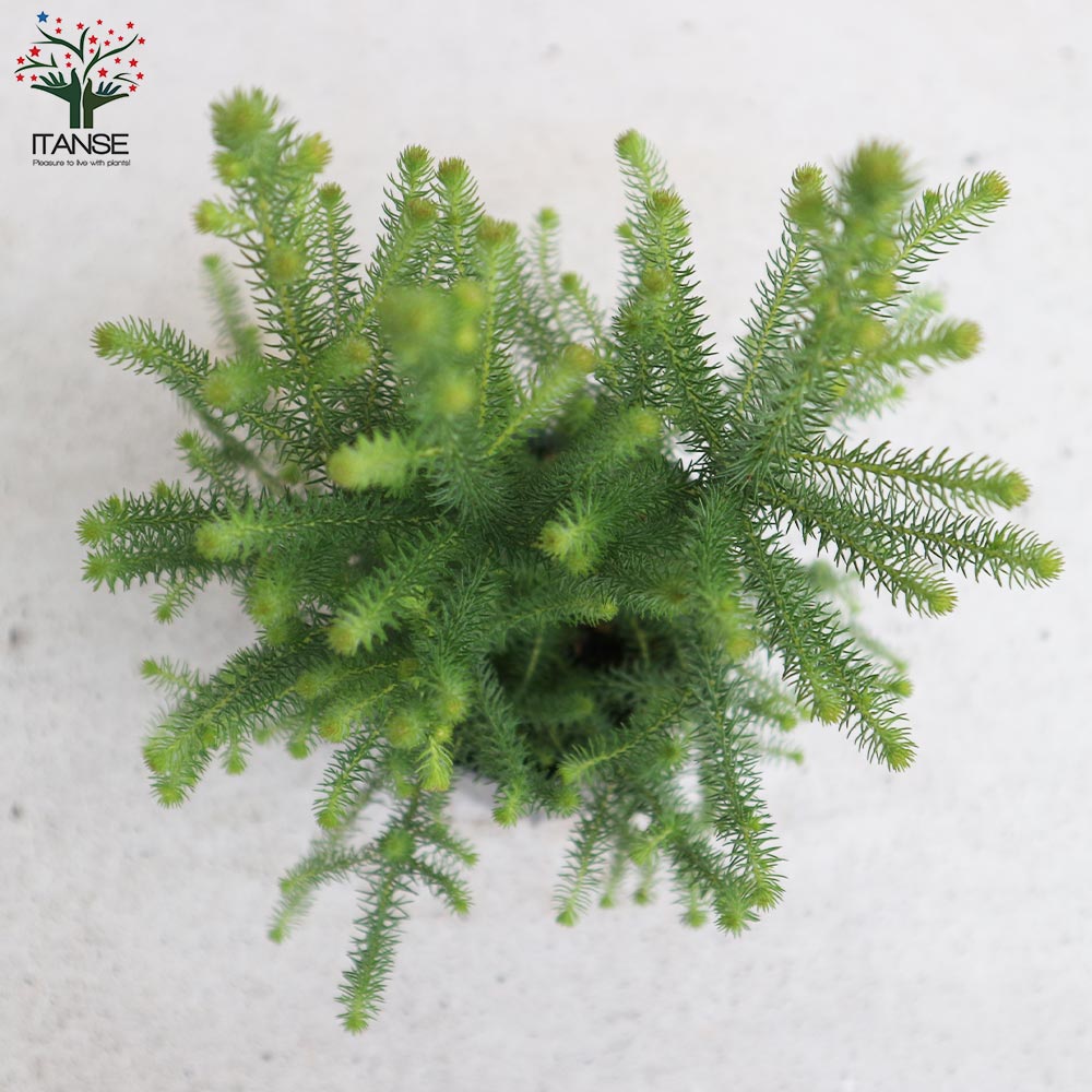 バーゼリア グリーニッシュ【庭木 3号ポット苗 花木苗・常緑低木／1個