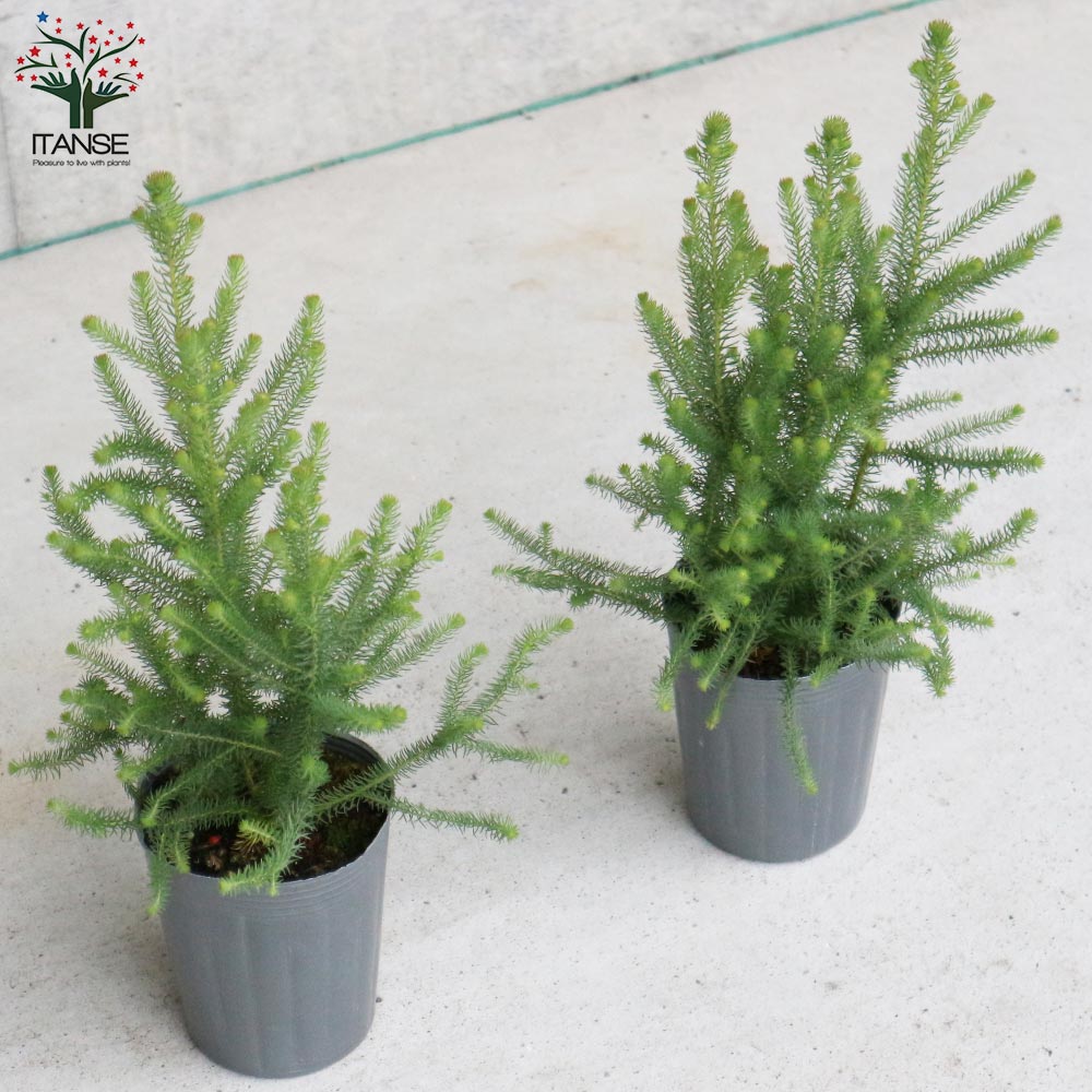 バーゼリア　グリーニッシュ　1 大株 バーゼリア グリーニッシュ 1 大株 苗木・植木