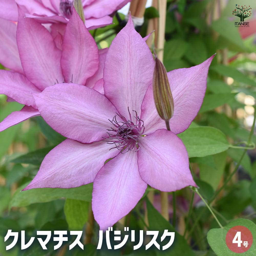 バジリスク クレマチス バジリスク 【花苗 4号／1個売り】｜ 【植物のITANSE
