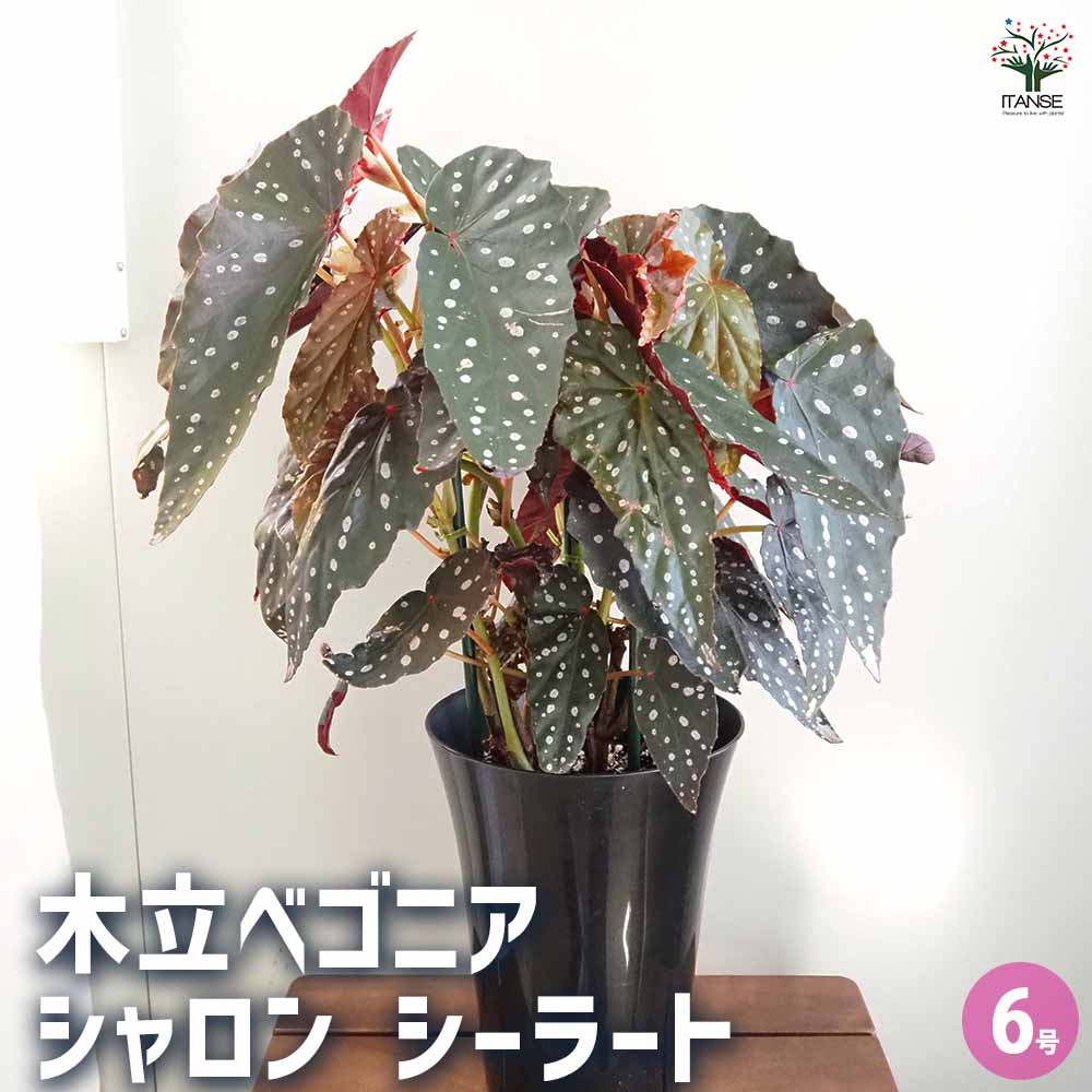 木立ベゴニア シャロン シーラート 【観葉植物 6号／1個売り】