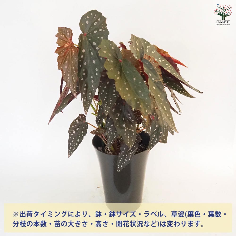 木立ベゴニア シャロン シーラート 【観葉植物 6号／1個売り】