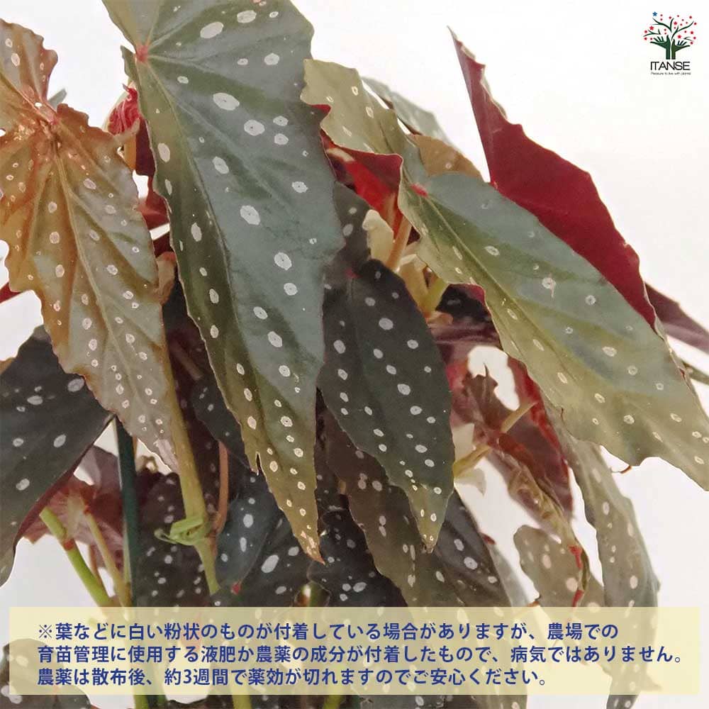 木立ベゴニア シャロン シーラート 【観葉植物 6号／1個売り】