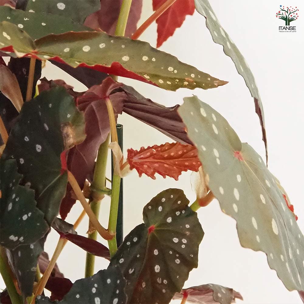 木立ベゴニア シャロン シーラート 【観葉植物 6号／1個売り】