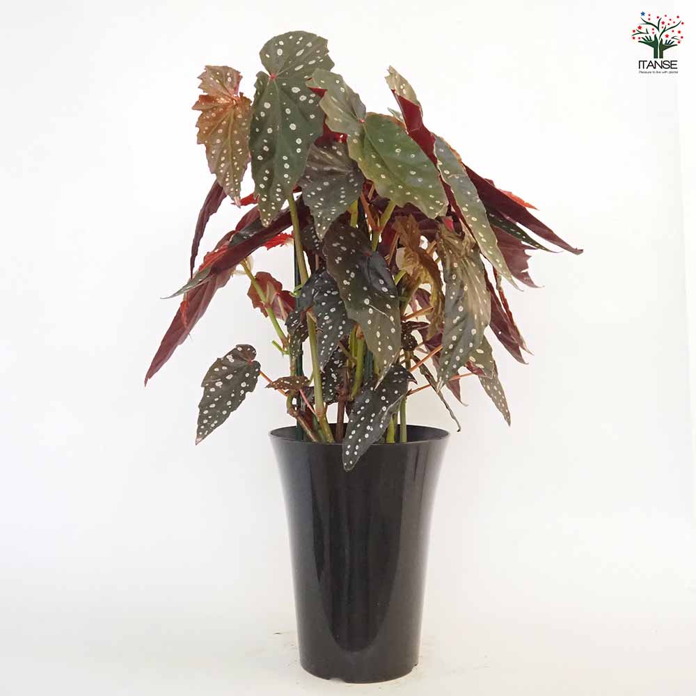 木立ベゴニア シャロン シーラート 【観葉植物 6号／1個売り】