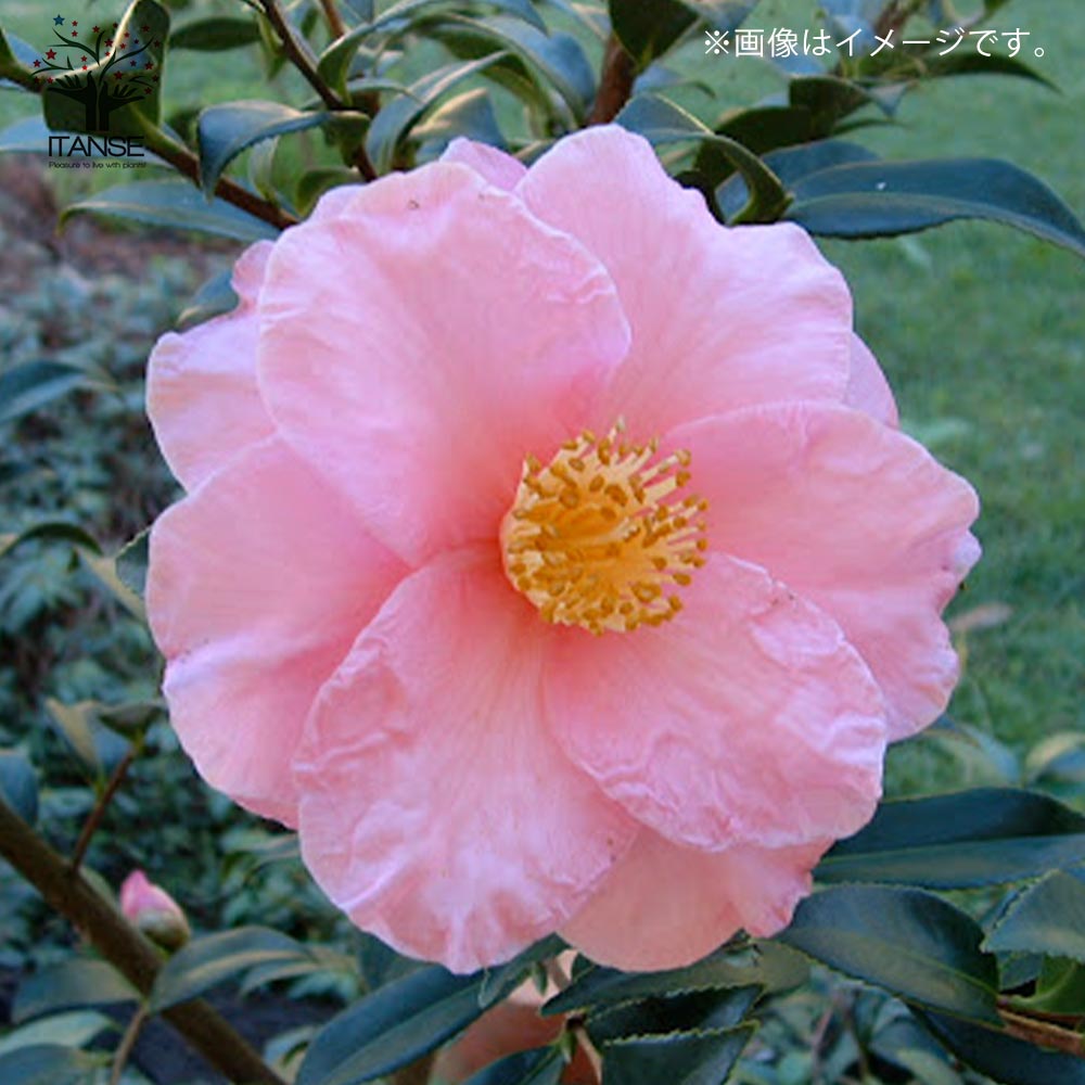 サザンカ 笑顔【花苗 5号／1個売り】｜ 【植物のITANSE】全品