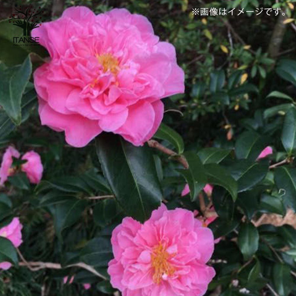 サザンカ 笑顔【花苗 5号／1個売り】｜ 【植物のITANSE】全品