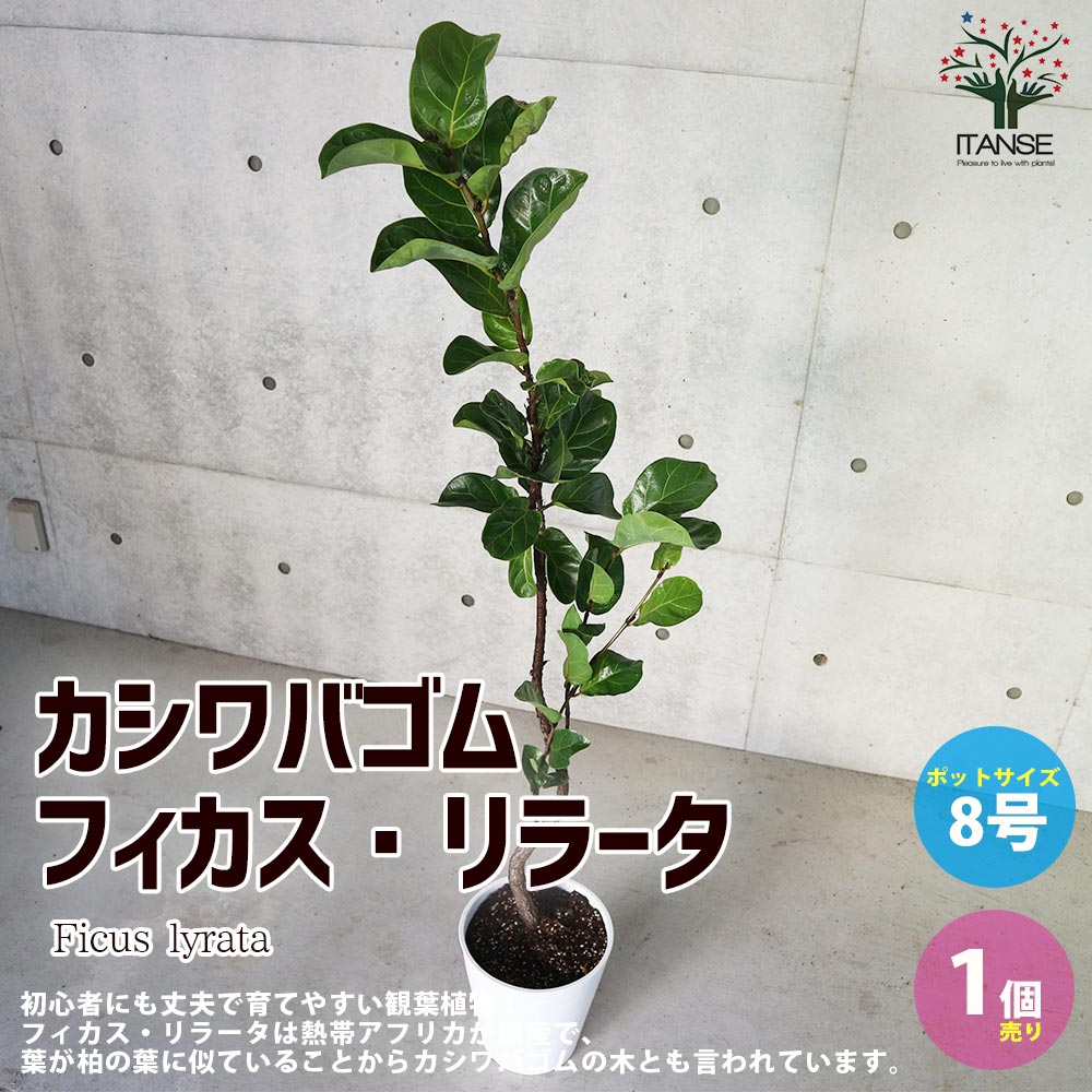 カシワバゴム (フィカス・リラータ) ゴムの木の仲間【観葉植物 大型 8