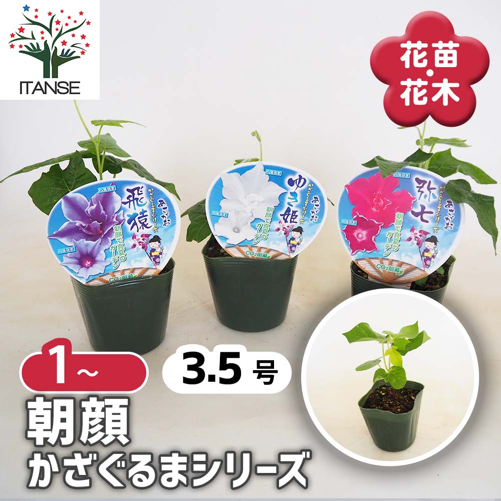 朝顔(アサガオ) かざぐるまシリーズ【花苗 3.5号】｜ 【植物の