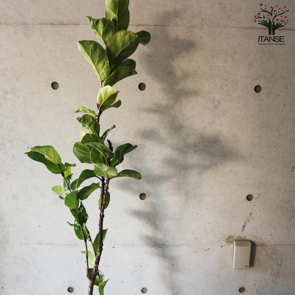 ［現品］29番　カシワバゴムの木　フィカス　リラータ　8号　観葉　室内　大型 現品］29番 カシワバゴムの木 フィカス リラータ 8号 観葉 室内 大型